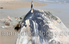 Yet another dead whale spotted; this time at Malpe beach